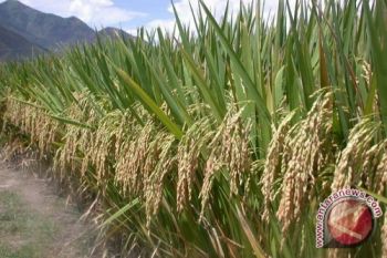 Pemkab Akan Canangkan Penanaman Bibit Padi Unggul 