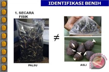 Peredaran Bibit Sawit Palsu Marak Di Kalteng 