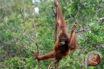 Yayasan Bos Kampanyekan "Memanjat Untuk Orangutan" 