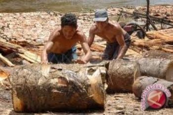 Sagu, Sumber Pangan Dan Energi Yang Terabaikan