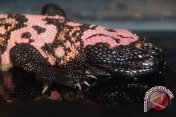 Gembira Loka Zoo tambah koleksi satwa 