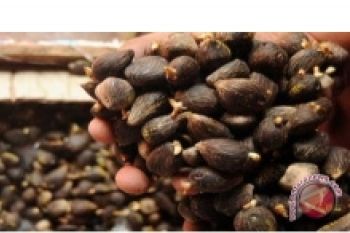 Pemkab Barut Salurkan 9.100 Bibit Kelapa Sawit 