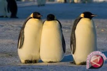 Gembiraloka rencanakan wahana burung Pinguin pada 2013