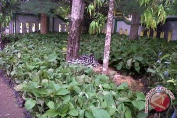 Bibit tanaman bantuan BPDAS belum didistribusikan
