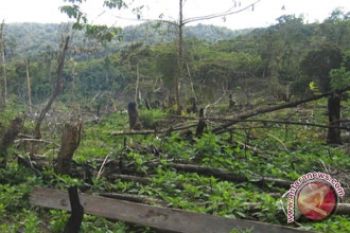 Disbun Kotim Tak Ketahui Pbs Lakukan Pelanggaran 