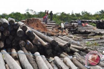 Penebangan pohon capai 85.000 kubik per tahun 