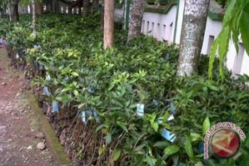 Pemkab ubah desa terisolir jadi sentra buah