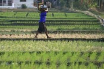 Lahan Pertanian Jateng Tinggal 1,7 Juta Hektare