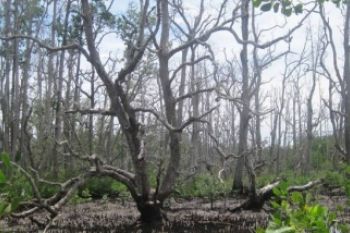 Bakau mati