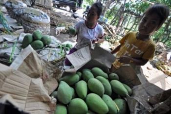 MANGGA HARUM MANIS