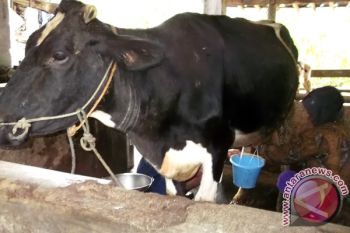 &amp;quot;Harga susu sapi tidak senikmat harga daging sapi&amp;quot;