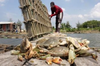 Tingkatkan Pendapatan, Warga Segara Anakan Budidaya Kepiting