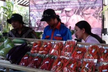 Harga Cabai Anjlok