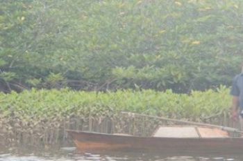 Bibit Bakau/Foto Nikolas Panama