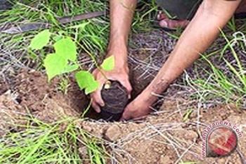34 Sekolah Tanam Ribuan Pohon Bernilai Ekonomi 