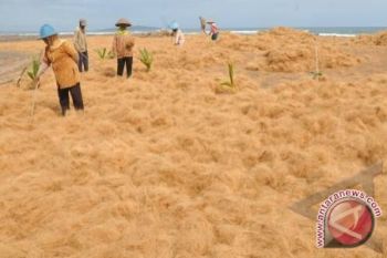 AISKI: Serbuk sabut kelapa bisa jadi pupuk