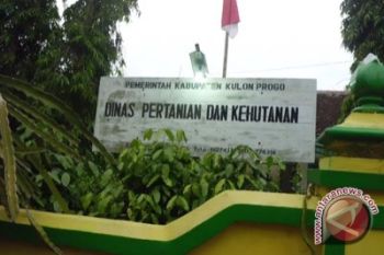 Dispertan Kulon Progo imbau petani mewaspadai tikus 