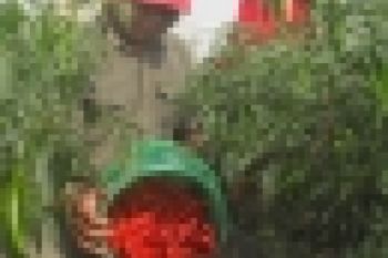 Suplai Cabe dari Petani Solok Selatan Turun