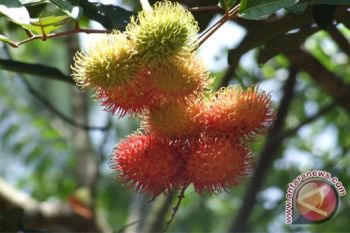 Distantura Kapuas Remajakan Tanaman Buah Rambutan 