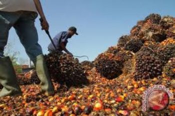Puluhan Ribu Buah Sawit Petani Riau Membusuk