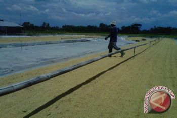 Bantul produksi benih unggul 235,54  ton 