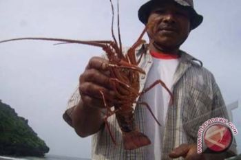 Tangkapan lobster DIY diperkirakan turun 30 persen