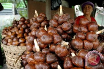 Pemkab Sitaro bidik industri pengalengan buah Salak