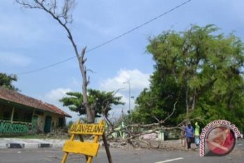 Legislator minta BLH  Sleman aktif pangkas pohon 