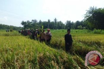 Petani Kulon Progo gelar ritual wiwitan