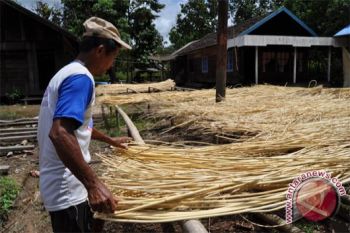 Harga Rotan Kotawaringin Anjlok 