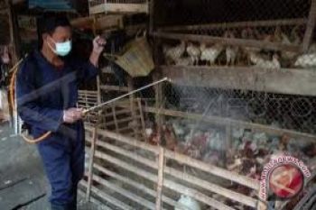 Yogyakarta siapkan disinfektan gratis untuk flu burung 