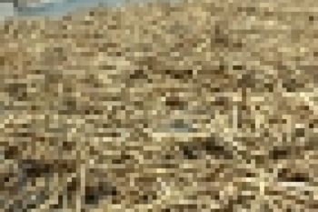 Pemerintah Lindungi Harga Kedelai Panenan Petani