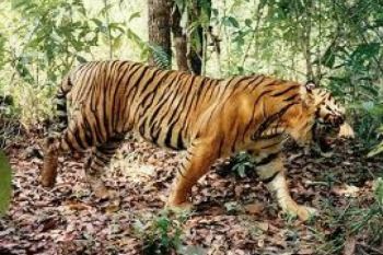 Harimau Masuk Pemukiman Gegerkan Warga Tanjabtim