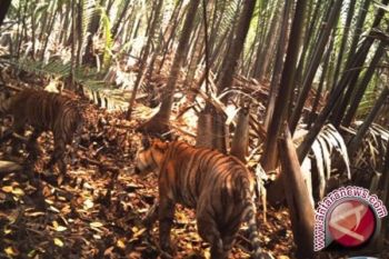 Geger harimau masuk kampung di Jambi