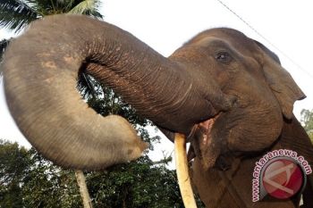 Puluhan Gajah Mengamuk Gegerkan Warga Tebo