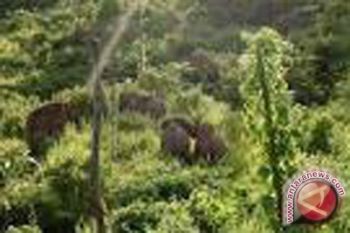 Puluhan gajah mengamuk gegerkan warga Tebo