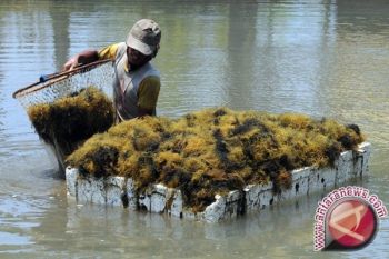 Pengembangan Budidaya Rumput Laut Terkendala Infrastruktur 