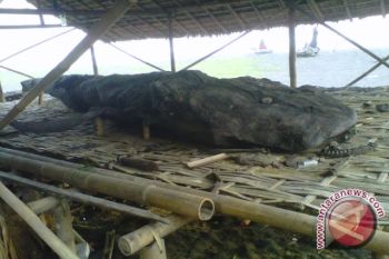 Pengelola wisata Pantai Bantul rampungkan pengawetan hiu