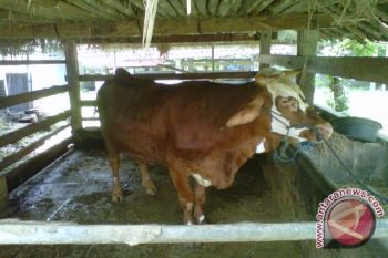 Pemkab Kulon Progo berupaya mendongkrak populasi sapi 