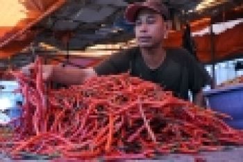 Harga Cabai Turun di Pasar Bukittinggi