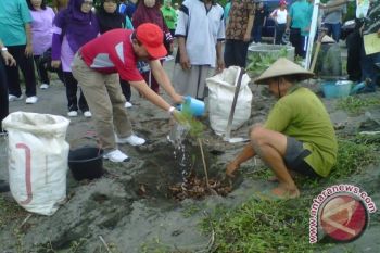 Warga pesisir Bantul kembangkan pembibitan cemara udang