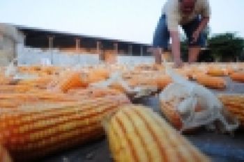 Pasaman Barat Buat Kawasan Model Jagung