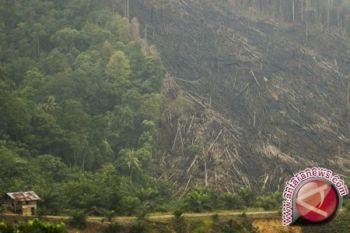 Kerusakan Hutan Di Kotawaringin Timur Jadi Sorotan 