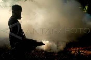 Penderita DBD di Bengkulu 2012 Meningkat