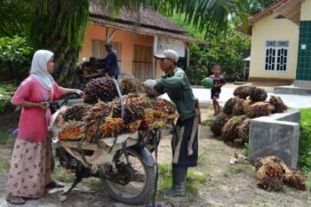 TBS Sawit Di Lampung Tengah Naik