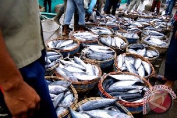 Pemasukan Lelang Ikan Rp1,4 Miliar, Hilang