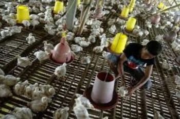 Ratusan Unggas di Kudus Terjangkit Flu Burung