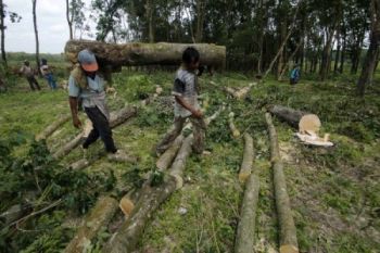 PENEBANGAN POHON KARET