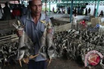 Peternak Resah, Ratusan Itik Mati Mendadak