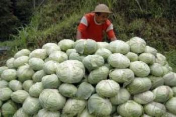 Sayuran Di Gunung Andong Terserang Busuk Daun